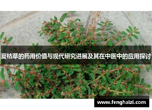 夏枯草的药用价值与现代研究进展及其在中医中的应用探讨